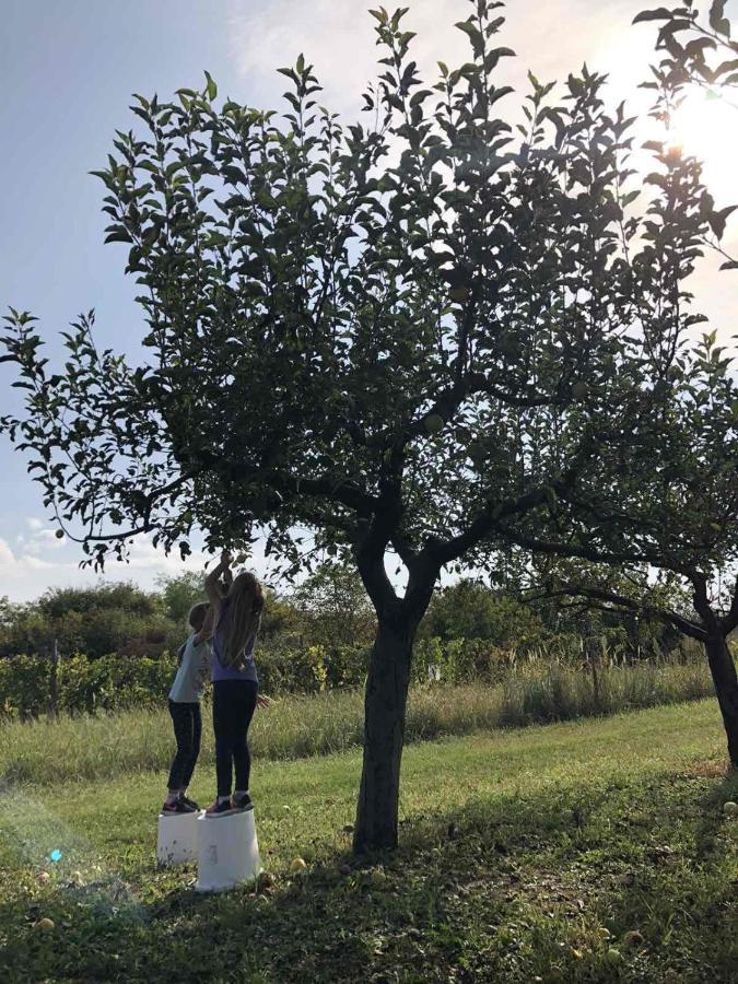 Baranja Black Hill'S Gajic Zewnętrze zdjęcie