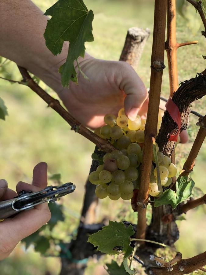 Baranja Black Hill'S Gajic Zewnętrze zdjęcie